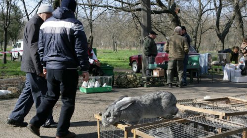 Голуби, куры и павлины: выставка птиц в Одессе (фоторепортаж)