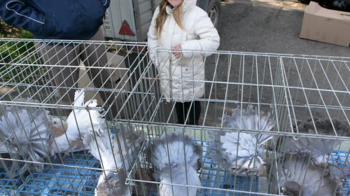 Голуби, куры и павлины: выставка птиц в Одессе (фоторепортаж)
