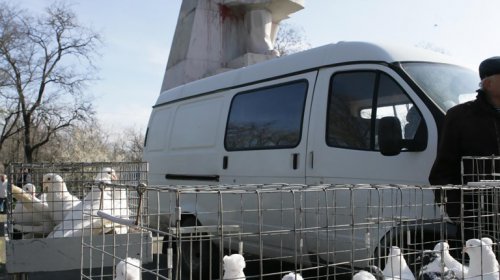 Голуби, куры и павлины: выставка птиц в Одессе (фоторепортаж)