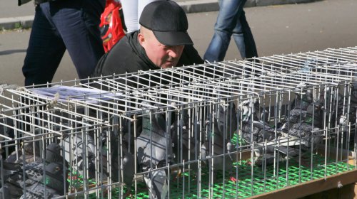 Голуби, куры и павлины: выставка птиц в Одессе (фоторепортаж)