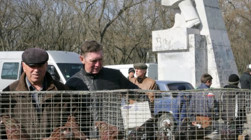 Голуби, куры и павлины: выставка птиц в Одессе (фоторепортаж)