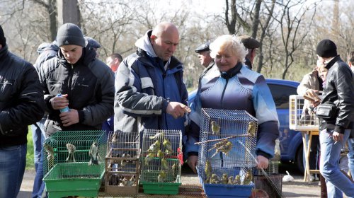 Голуби, куры и павлины: выставка птиц в Одессе (фоторепортаж)