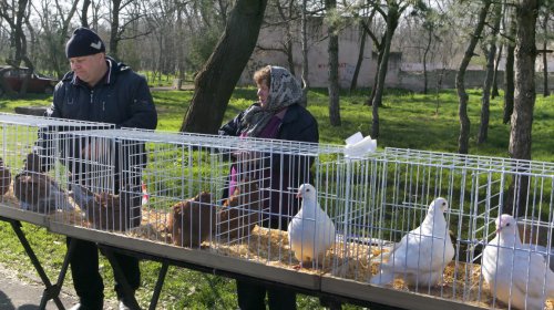Голуби, куры и павлины: выставка птиц в Одессе (фоторепортаж)