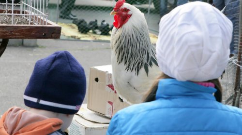 Голуби, куры и павлины: выставка птиц в Одессе (фоторепортаж)