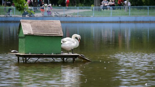 Пруды парка Победы: утки, лебеди и черепахи (фоторепортаж)