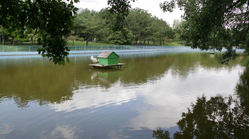 Пруды парка Победы: утки, лебеди и черепахи (фоторепортаж)