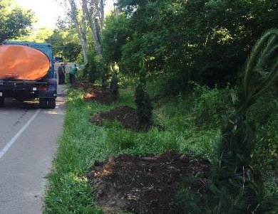 На Трассе здоровья высадили 300 сосен и 40 платанов