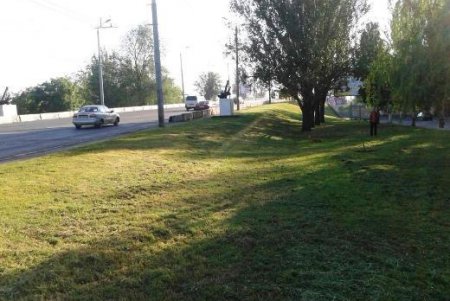 На Трассе здоровья высадили 300 сосен и 40 платанов