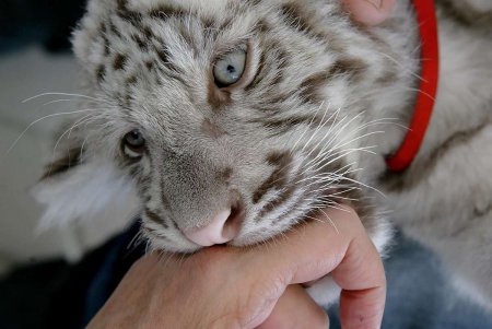 Одесский ветеринар выхаживает у себя дома тигренка (фото)