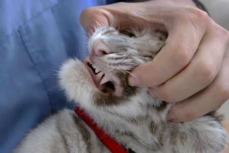 Одесский ветеринар выхаживает у себя дома тигренка (фото)