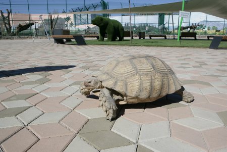 Жирафу Васильку привезли заграничную подругу (фоторепортаж)