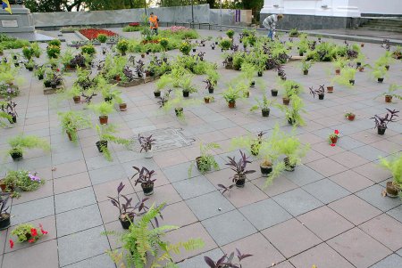 В самом центре Одессы накрыли ботаническую поляну (фоторепортаж)