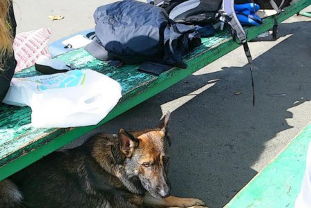 В Одессе прошел первый DOG-марафон (фоторепортаж)