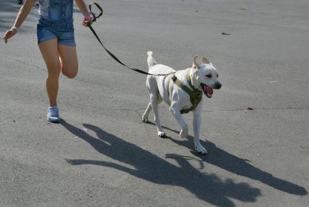 В Одессе прошел первый DOG-марафон (фоторепортаж)