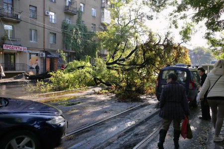 Ни пройти, ни проехать: в Одессе дерево блокировало движение (фото)