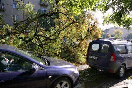 Ни пройти, ни проехать: в Одессе дерево блокировало движение (фото)