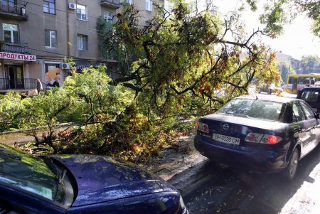 Ни пройти, ни проехать: в Одессе дерево блокировало движение (фото)