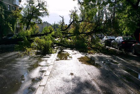 Ни пройти, ни проехать: в Одессе дерево блокировало движение (фото)