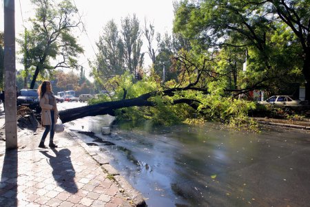 Ни пройти, ни проехать: в Одессе дерево блокировало движение (фото)