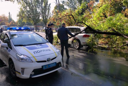 Ни пройти, ни проехать: в Одессе дерево блокировало движение (фото)