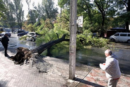 Ни пройти, ни проехать: в Одессе дерево блокировало движение (фото)