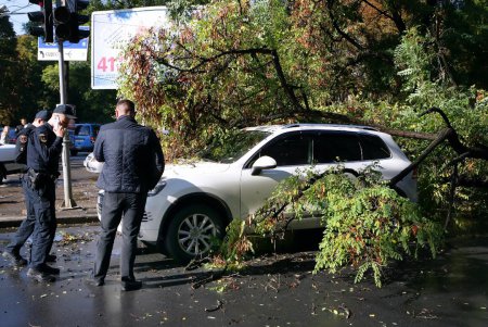 Ни пройти, ни проехать: в Одессе дерево блокировало движение (фото)