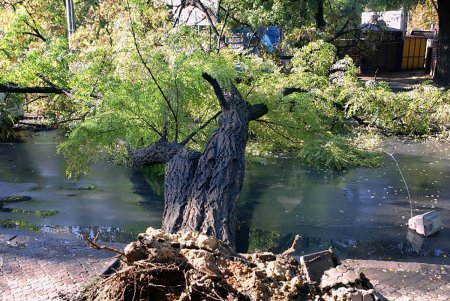 Ни пройти, ни проехать: в Одессе дерево блокировало движение (фото)