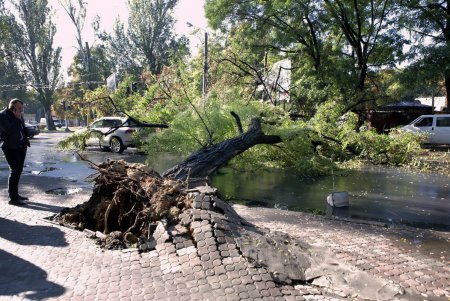 Ни пройти, ни проехать: в Одессе дерево блокировало движение (фото)