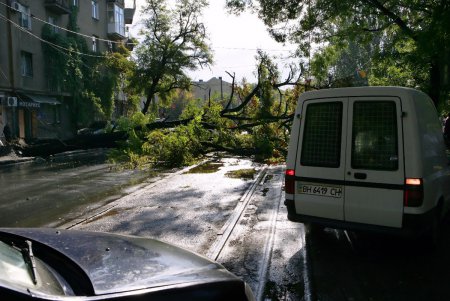 Ни пройти, ни проехать: в Одессе дерево блокировало движение (фото)