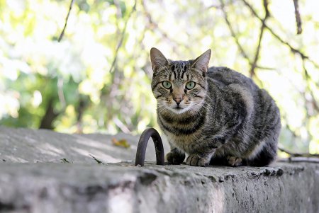 Добрый домик и кошке приятен (фоторепортаж)