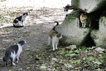 Добрый домик и кошке приятен (фоторепортаж)