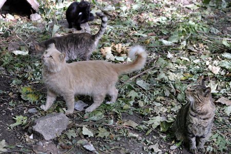 Добрый домик и кошке приятен (фоторепортаж)