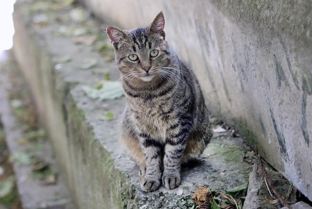Добрый домик и кошке приятен (фоторепортаж)