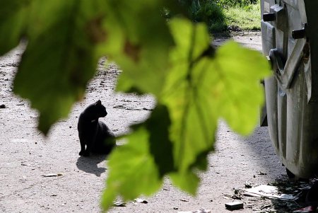 Добрый домик и кошке приятен (фоторепортаж)