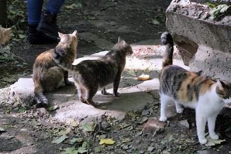 Добрый домик и кошке приятен (фоторепортаж)