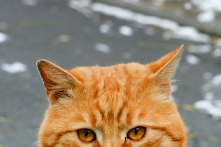 В Одессу пришли седой зимы угрозы (фоторепортаж)