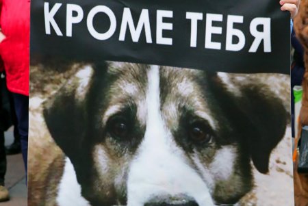 Митинг против живодеров прошел под одесской мэрией (фоторепортаж)