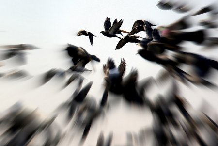 Над Одесским портом сгустились летающие «тучи» (фоторепортаж)