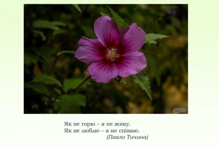 Празднику влюбленных посвящается: книги, цветы и теплые встречи (фото)
