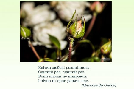 Празднику влюбленных посвящается: книги, цветы и теплые встречи (фото)