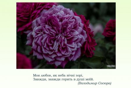 Празднику влюбленных посвящается: книги, цветы и теплые встречи (фото)