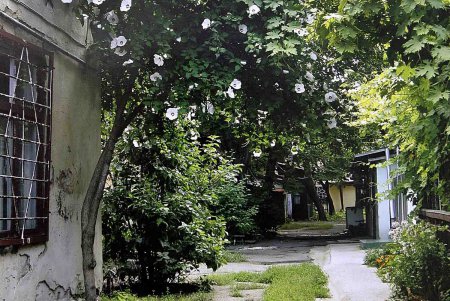 Уходящей натуре — одесскому двору — посвящается (фоторепортаж)