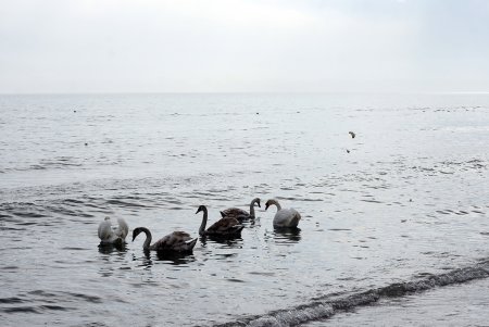 В Одессе Масленица и почти пляжный сезон почти что встретились (фоторепортаж)