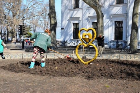 На главной клумбе Одессы распустились первые весенние тюльпаны (фото)