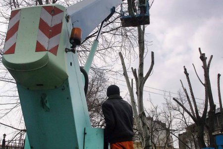 Одесские деревья меняются до неузнаваемости (фоторепортаж) 
