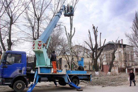 Одесские деревья меняются до неузнаваемости (фоторепортаж) 