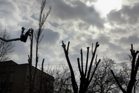 Одесские деревья меняются до неузнаваемости (фоторепортаж) 