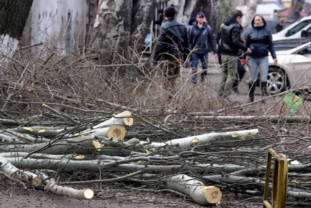 Одесские деревья меняются до неузнаваемости (фоторепортаж) 