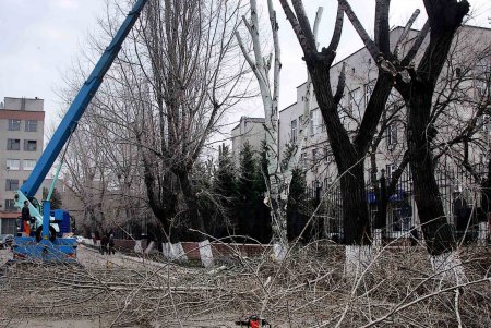Одесские деревья меняются до неузнаваемости (фоторепортаж) 