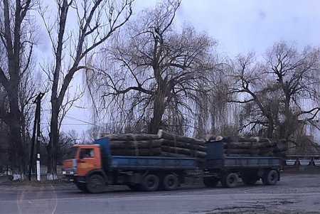 Лес в Одесской области рубят — количество обысков растет (фото)